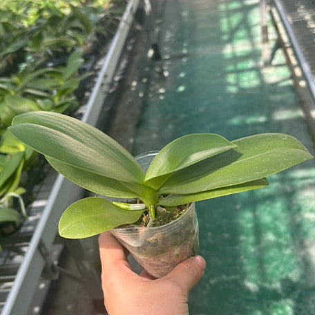 175283665410-Phal.%20Mango%20Panna%20Cotta%20%E6%A4%8D%E6%A0%AA2.5''1.jpg