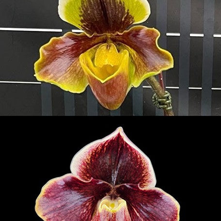 175316457193-Paph.%20Complex%20type%20'Red'%20%C3%97%20sib%20%E8%8A%B11.jpg