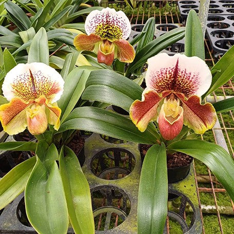 175323288467-Paph.%20Complex%20type%20'Red'%20%C3%97%20sib%20%E8%8A%B12.jpg