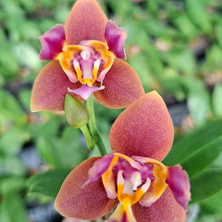 175334846239-Phal.%20Meidarland%20Chambe%20(peloric%20-%202%20eyes)%20%E8%8A%B15.jpg
