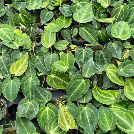 175376040115-Anthurium%20regale%20%E6%A4%8D%E6%A0%AA1.7''2.jpg