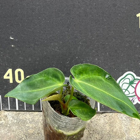 175376040123-Anthurium%20regale%20%E6%A4%8D%E6%A0%AA1.7''1.jpg