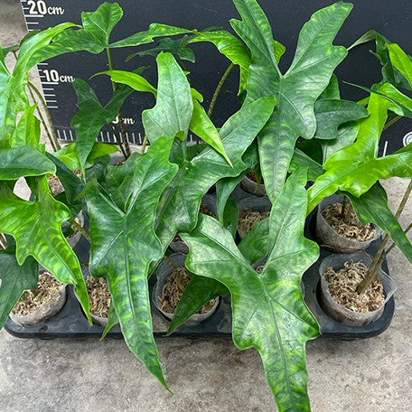 175376076375-Alocasia%20nycteris%20batwing%20%E6%A4%8D%E6%A0%AA2.5''2.jpg