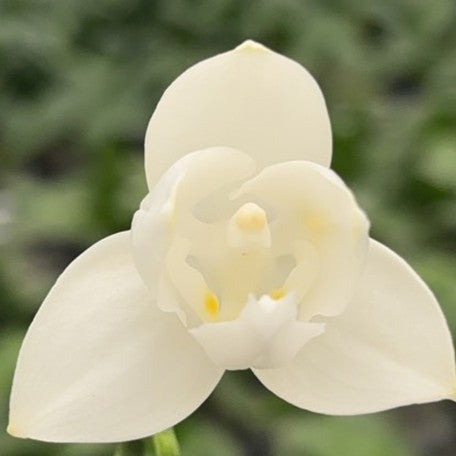 175383614690-Phal.%20Tzu%20Chiang%20Chrisna%20%E8%8A%B16.jpg
