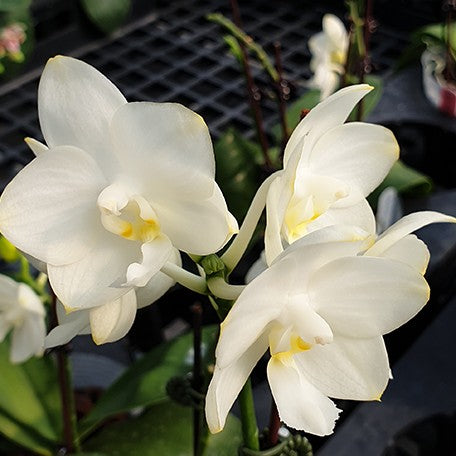 175383631793-Phal.%20Tzu%20Chiang%20Chrisna%20%E8%8A%B12.jpg