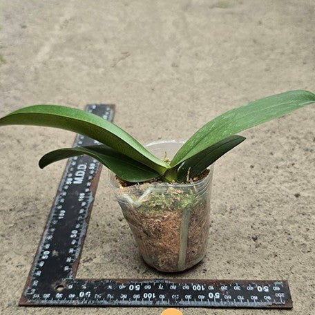 175386836546-Phal.%20Fangmei%20Sweet%20'1451'%20%E6%A4%8D%E6%A0%AA2.5''1.jpg