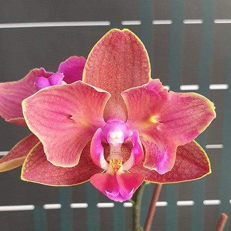 175401983127-Phal.%20Sweet%20Girl%20'Red'%20(2%20eyes)%20%E8%8A%B11.jpg