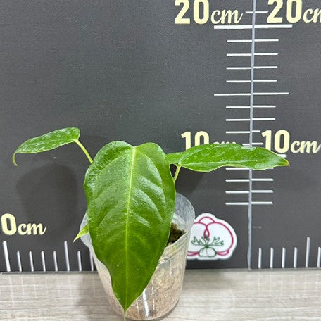 175464626195-Anthurium%20veitchii%20%E6%A4%8D%E6%A0%AA2.5''%201.jpg