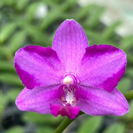 175525292895-Phal.%20Pink%20Crystal%20%E8%8A%B13.jpg