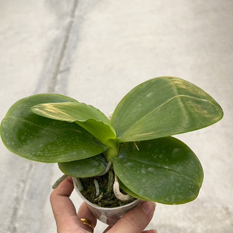 175549931580-Phal.%20Joy%20Spring%20Canary%20'Orange'%20%E6%A4%8D%E6%A0%AA2.5''1.jpg