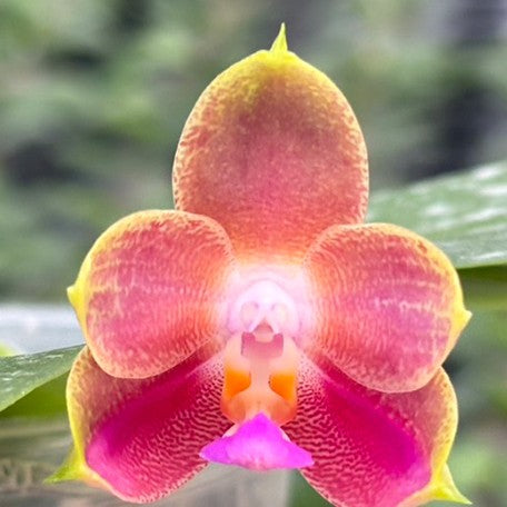 175549939653-Phal.%20Joy%20Spring%20Canary%20'Orange'%20%E8%8A%B13.jpg