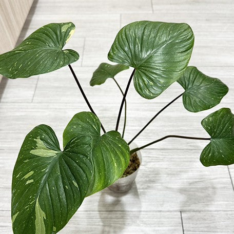 175558694122-Homalomena%20rubescens%20'White%20Variegated'%20%E6%A4%8D%E6%A0%AA3.5''%202.jpg