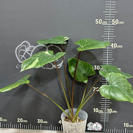 175558694155-Homalomena%20rubescens%20'White%20Variegated'%20%E6%A4%8D%E6%A0%AA3.5''%201.jpg