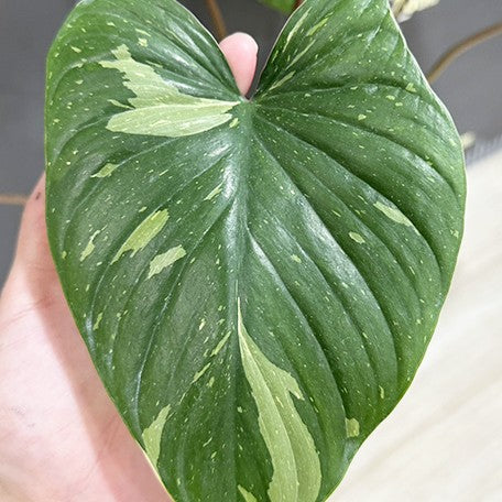 175558694197-Homalomena%20rubescens%20'White%20Variegated'%20%E6%A4%8D%E6%A0%AA3.5''%203.jpg