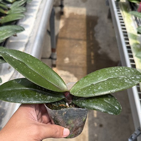 175558958528-Phal.%20Harck%20Salmon%20%E6%A4%8D%E6%A0%AA2.5''1.jpg