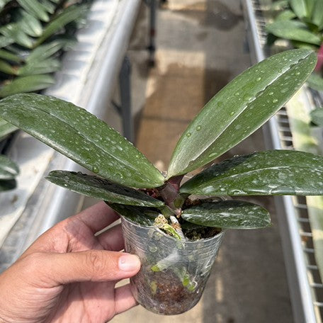 175558958587-Phal.%20Harck%20Salmon%20%E6%A4%8D%E6%A0%AA2.5''2.jpg