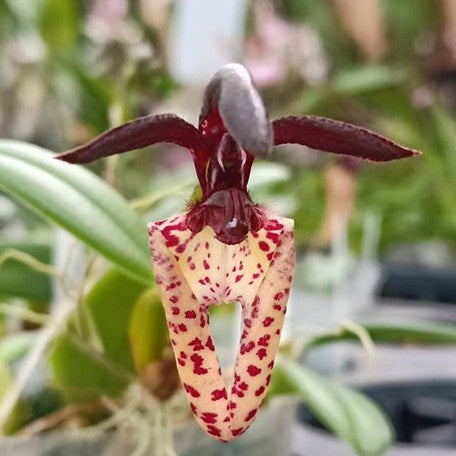 175567463879-Bulb.%20lasiochilum%20%C3%97%20sib%20%E8%8A%B11.jpg