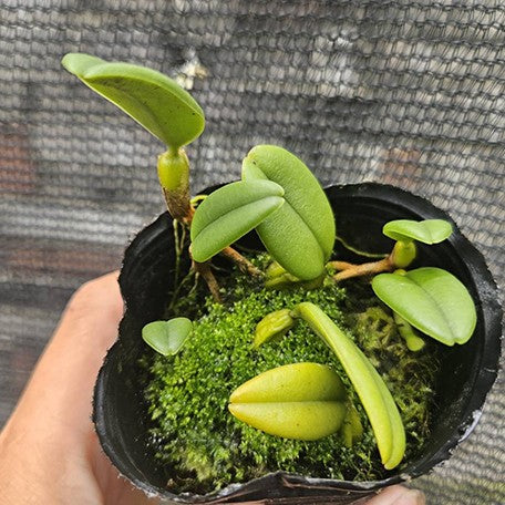175567470684-Bulb.%20lasiochilum%20%C3%97%20sib%20%E6%A4%8D%E6%A0%AA2.5''1.jpg