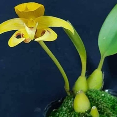 175567642452-Bulb.%20dearei%20%C3%97%20sib%20%E8%8A%B13.jpg
