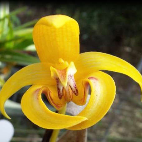 175567642463-Bulb.%20dearei%20%C3%97%20sib%20%E8%8A%B11.jpg