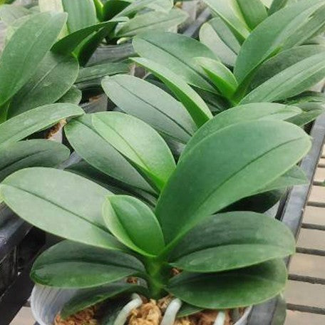 175610641411-Phal.%20Lioulin%20Grape%20(peloric%20-%203%20lips)%20%E6%A4%8D%E6%A0%AA2.5''1.jpg