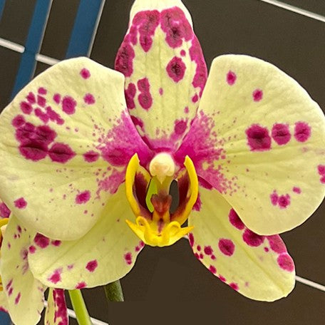 175627965090-Phal.%20Blueberry%20Cheese%20%E8%97%8D%E8%8E%93%E8%B5%B7%E5%8F%B8%20%E8%8A%B11.jpg