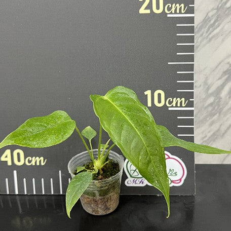 175636519567-Anthurium%20veitchii%20%E6%A4%8D%E6%A0%AA1.7''1.jpg