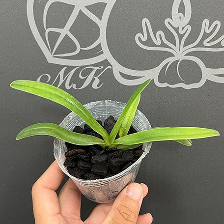 175685984835-Paph.%20fairrieanum%20%C3%97%20sib%20%E6%A4%8D%E6%A0%AA2.5''2.jpg