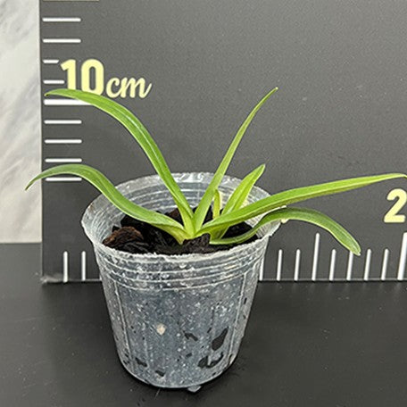 175685984863-Paph.%20fairrieanum%20%C3%97%20sib%20%E6%A4%8D%E6%A0%AA2.5''1.jpg