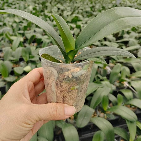 175686984267-Phal.%20OX%20Luna%20Rosa%20'3066'%20%E6%A4%8D%E6%A0%AA2.5''1.jpg