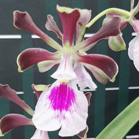 175705858923-Encyclia%20cordigera%20%C3%97%20sib%20%E8%8A%B12.jpg