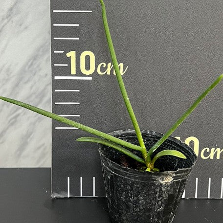 175705955532-Paraphalaenopsis%20labukensis%20%C3%97%20sib%20%E6%A4%8D%E6%A0%AA2''1.jpg