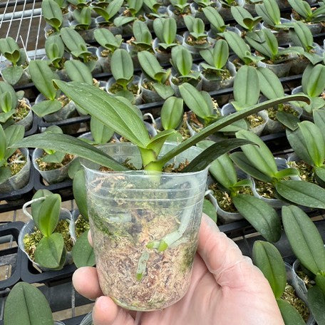175741032176-Phal.%20OX%20Sponge%20Bob%20(peloric%20-%202%20eyes)%20%E6%A4%8D%E6%A0%AA2.5''1.jpg