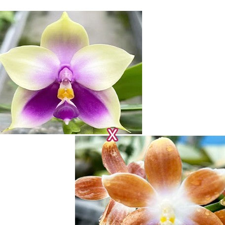 175747815032-Phal.%20bellina%20var.%20blue%20%C3%97%20tetraspis%20var.%20coffee%20%E7%BE%8E%E9%BA%97%E5%A8%9C%E8%97%8D%E8%AE%8A%E7%A8%AE%20%C3%97%20%E5%92%96%E5%95%A1%E9%90%B5%E7%88%AA%20%E8%8A%B11.jpg