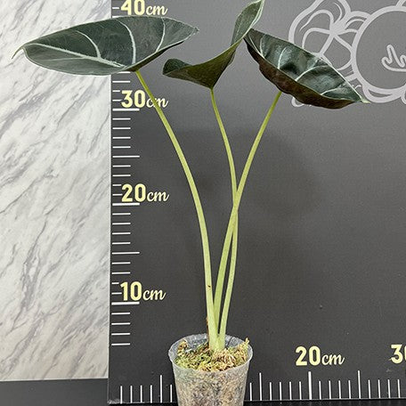 175757734114-Alocasia%20Mark%20Campbell%202.5''%E6%A4%8D%E6%A0%AA6.jpg