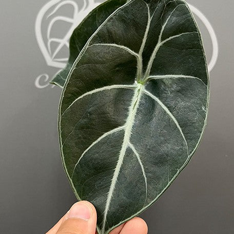 175757734138-Alocasia%20Mark%20Campbell%202.5''%E6%A4%8D%E6%A0%AA5.jpg