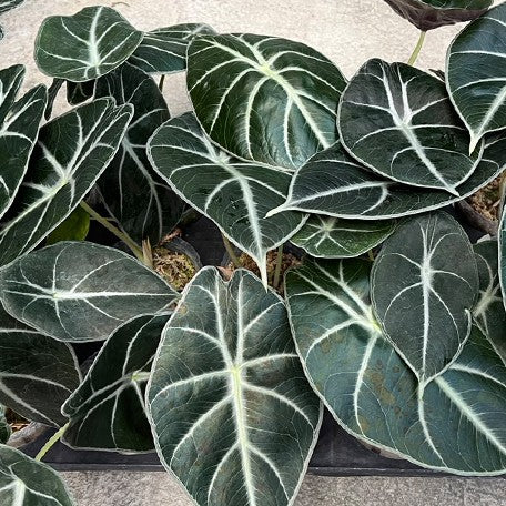 175757734189-Alocasia%20Mark%20Campbell%202.5''%E6%A4%8D%E6%A0%AA4.jpg