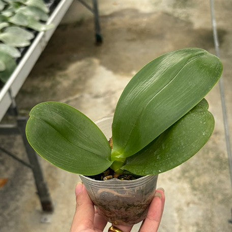 175757995223-Phal.%20LD%20Sun%20Dragon%20%E6%A4%8D%E6%A0%AA2.5''1.jpg