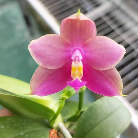 175765503335-Phal.%20Yaphon%20Bear%20Sir%20'634'%20%E8%8A%B16.jpg