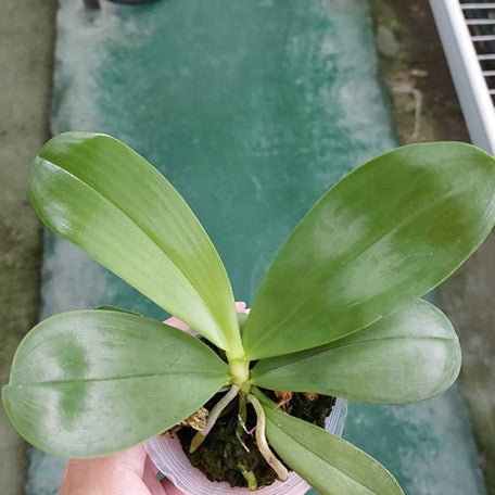 175765510127-Phal.%20Yaphon%20Bear%20Sir%20'634'%20%E6%A4%8D%E6%A0%AA2.5''1.jpg