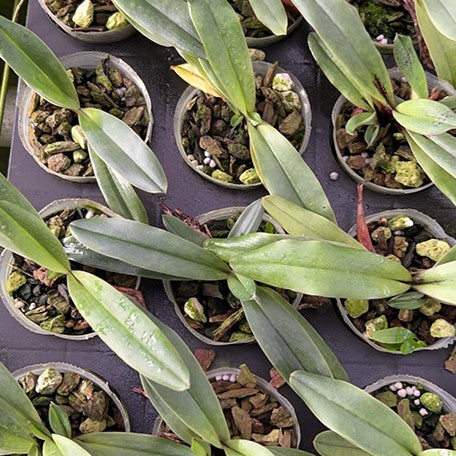175766700390-Paph.%20charlesworthii%20%C3%97%20sib%20%E6%A4%8D%E6%A0%AA2.5''.jpg
