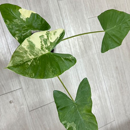 175852865025-Alocasia%20macrorrhiza%20'White%20Variegated'%20%E6%A4%8D%E6%A0%AA6''%201.jpg