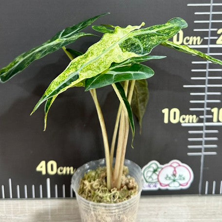 175852885831-Alocasia%20Amazonica%20Variegated%20%E2%80%98Yellow%E2%80%99%20%E9%BB%83%E6%96%91%E9%BB%91%E8%91%89%E8%A7%80%E9%9F%B3%E8%93%AE%20%E6%A4%8D%E6%A0%AA2.5''1.jpg