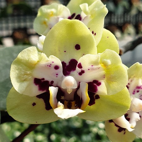 175887522677-Phal.%20Miki%20Hydrangea%20'QQ'%20%E8%8A%B11.jpg