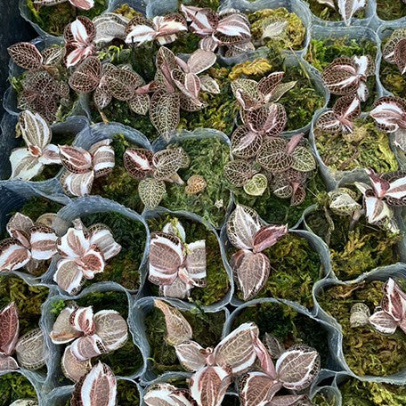 175930806862-Anoectochilus%20roxburghii%20Variegata%20%E6%A4%8D%E6%A0%AA1.7''1.jpg