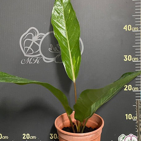 anthurium variegata Anthurium hybrid (variegata) variegated 5.0" *Preorder* Planted