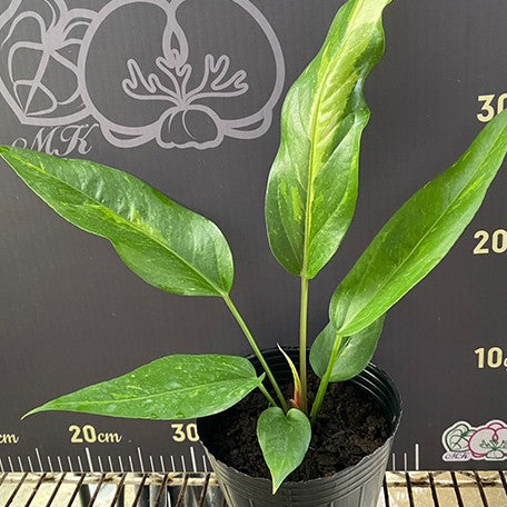 175937740834-Anthurium%20hybrid%20(variegata)%20%E6%A4%8D%E6%A0%AA3.5''%202.jpg