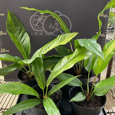175937740893-Anthurium%20hybrid%20(variegata)%20%E6%A4%8D%E6%A0%AA3.5''%203.jpg