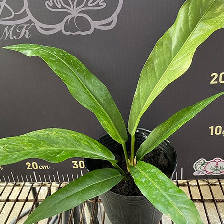 175937740894-Anthurium%20hybrid%20(variegata)%20%E6%A4%8D%E6%A0%AA3.5''%201.jpg