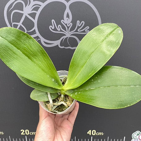 175947351084-Phal.%20Orchid%20World%20%E6%A4%8D%E6%A0%AA2.5''1.jpg
